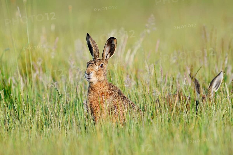 Brown hares (Lepus europaeus) sitting in a wild meadow, North Rhine-Westphalia, Germany