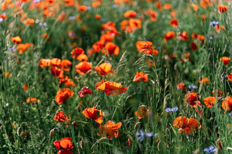 Red poppy (Papaver rhoeas) field in the midst of flowering in early summer in sunlight