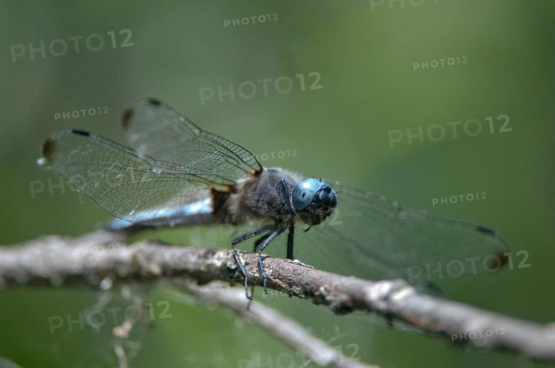 Libellula fulva, scarce chaser, tip spot, anisoptera, damselflies, dragonflies, insects, dragonflies, males, odonata