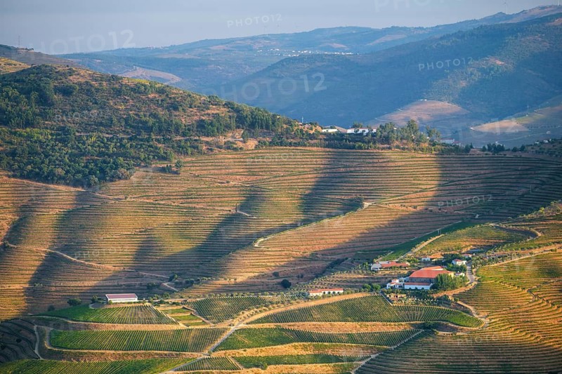 Aerial drone view of a vineyard estate surrounded by terraced hills in the Douro Valley, Portugal, with long shadows across the slopes