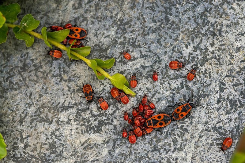Firebug, common fire bug, heteroptera, Pyrrhocoris apterus, insects, bugs