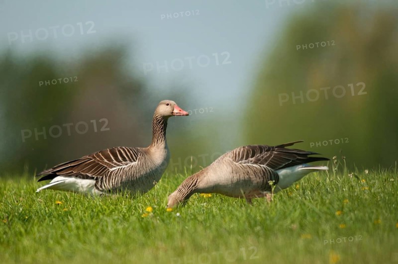 Anser Anser, Greylag or Graylag Goose, Grelag Goose, Anatidae, Birds, Duckbirds, Goose, Geese, Birds, Waterbirds