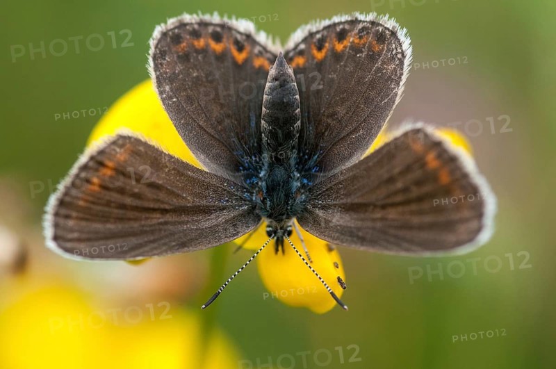 Argus blue, plebeius argus, silver-studded blue, butterfly, insects, butterfly, butterflies