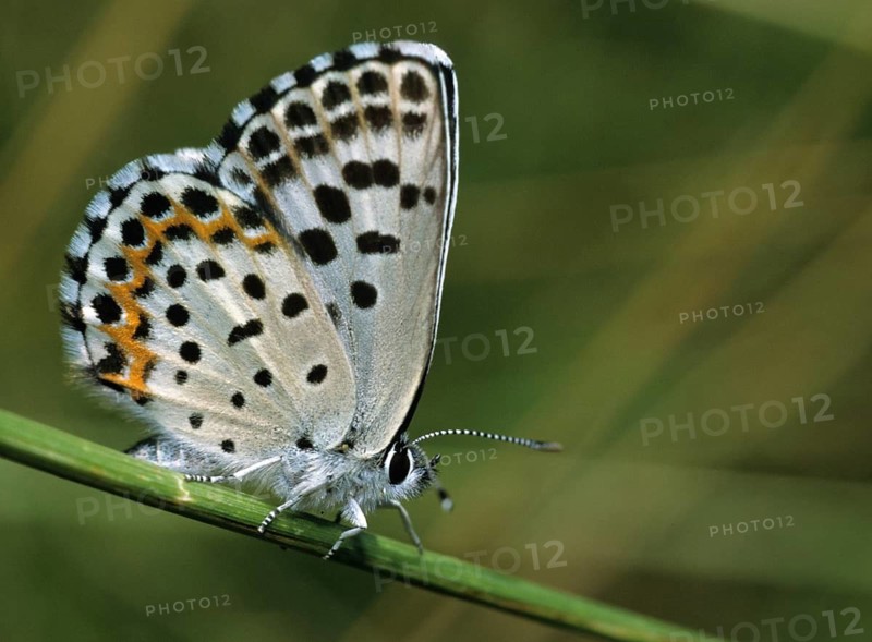 Chequered blue, bluebird, Scolitantides Orion, butterfly, insects, butterfly, butterflies