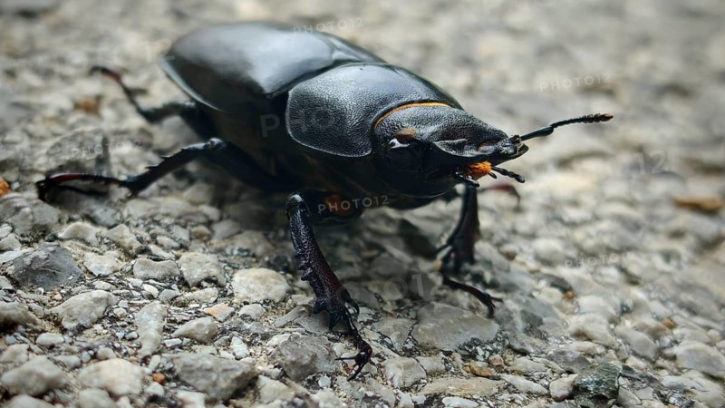 Ground-level view: a close-up of a female stag beetle (Lucanus cervus) on stony ground, Slunj, Croatia