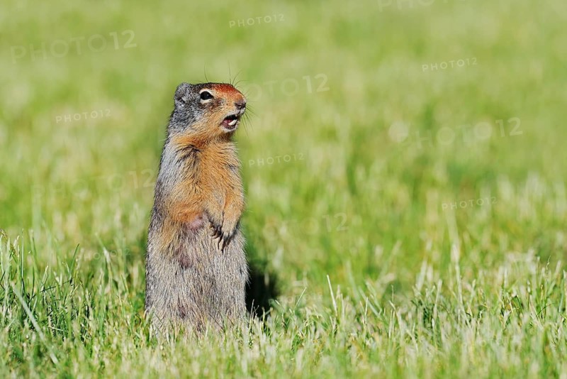 Columbia ground squirrel (Urocitellus columbianus, Spermophilus columbianus), Waterton Lakes National Park, Alberta, Canada