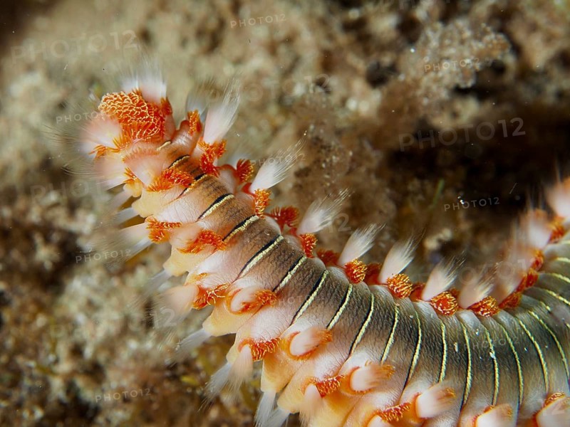 Close-up of a bristle worm with striking red bristles, the fire bristle worm (Hermodice carunculata), dive site: El Cabron Marine Protected Area, Arinaga, Gran Canaria, Spain, Europe, Atlantic Ocean