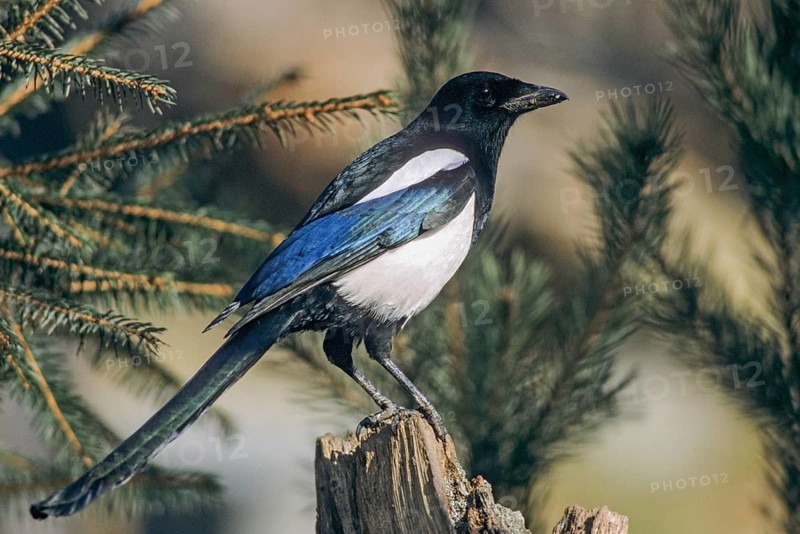 Magpie, pica pica, birds, corvidae family of birds, garden, leo, passeri, corvids, songbirds, birds