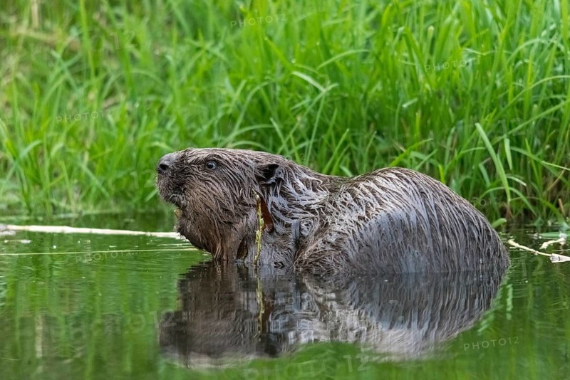Beaver, castor fiber albicus, elbe beaver, Eurasian beaver, European beaver, rodents, rodentia, beaver, mammals, rodents, mammals
