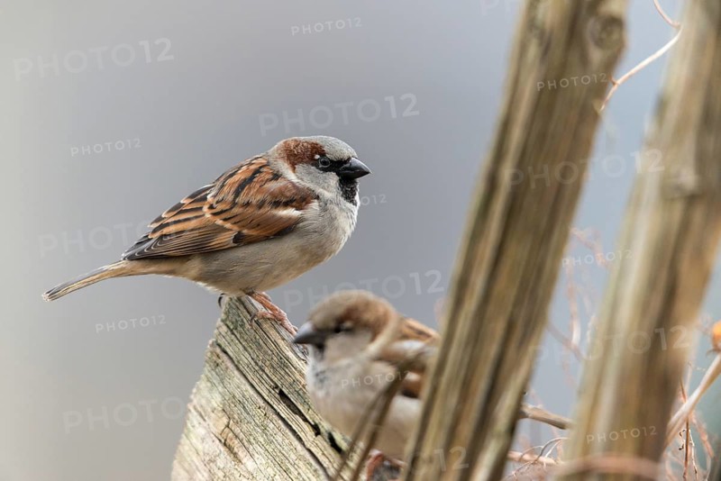 House sparrow, passeri, songbirds, sparrow, birds, garden fence, male, passeri, songbirds, sparrow, sparrow, sparrow, sparrow, sparrow, sparrow, sparrow, birds