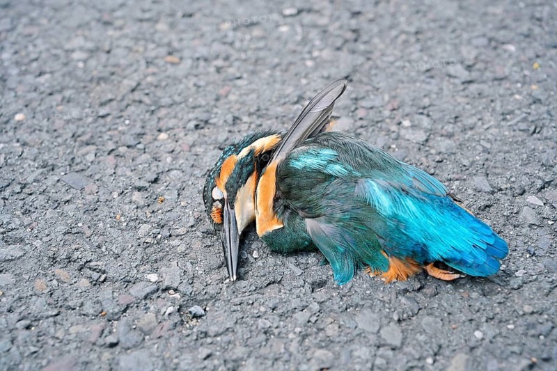A kingfisher (Alcedo atthis) lies dead on a road, a roadkill victim, North Rhine-Westphalia, Germany