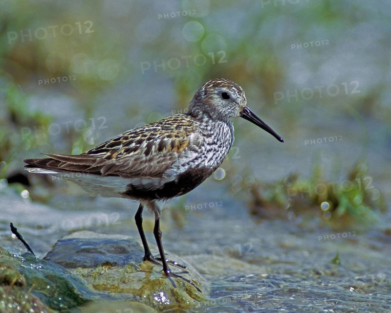 Alpine sandpipers, Calidris alpina, Dunlin, birds, charadriiformes, leo, limikolen, snipe birds, scolopacidae, birds, waders, waders
