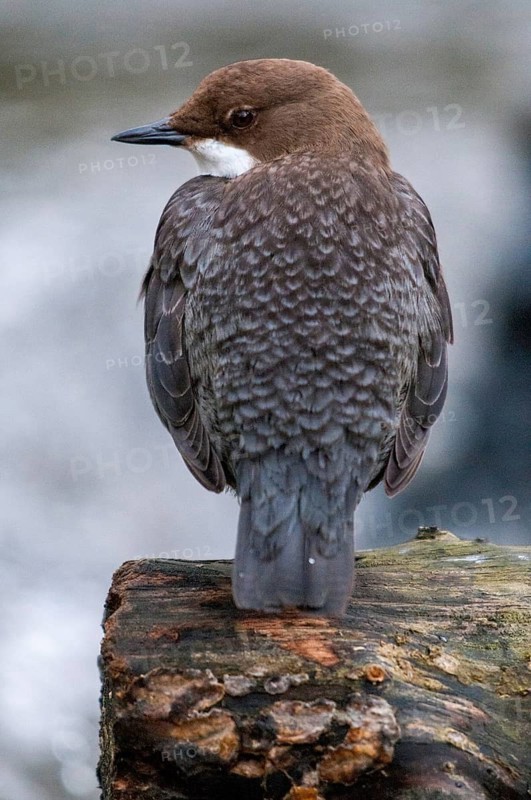 Cinclus cinclus, dippers, birds, high size, portrait, passeri, songbirds, songbirds, birds