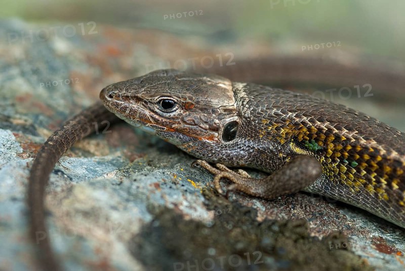 Algerian Sand Racer, Algerian Sandstrider, Psammodromus Algirus, Critters, Lizards, Extremadura, Reptilia, Reptilia, Reptiles, Sleep, Spain