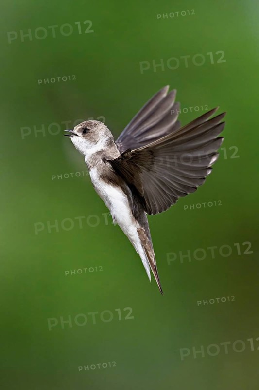 Sand martin (Riparia riparia), in flight, Reussegg nature reserve, Canton Aargau, Switzerland