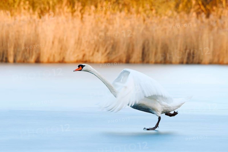 A mute swan (Cygnus olor) takes flight from a frozen lake in winter, North Rhine-Westphalia, Germany