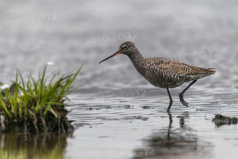 Dark water strider, spotted redshnak, tringa erythropus, birds, charadriiformes, limikolen, snipe birds, scolopacidae, transitory plumage, birds, waders, transitional dress