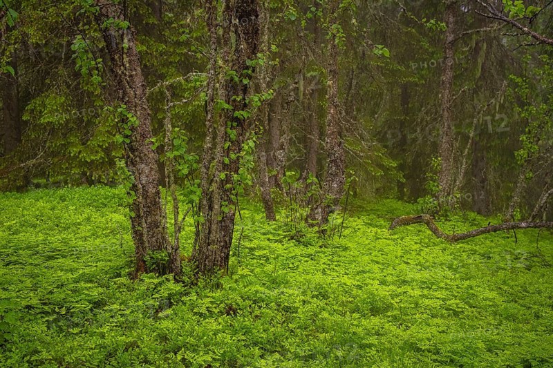 View of weathered birch trees in a dense forest in rain, Gol, Halligdal, Buskerud, Norway