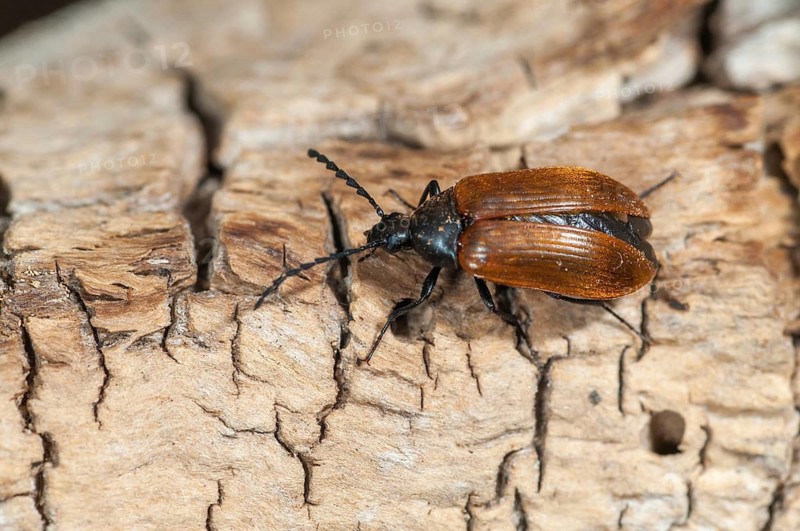 Brown Saw-Horned Darkling Beetle, Pseudocistela Ceramboides, Saw-horned Longhorn Plant Beetle, Beetle, Coleoptera, Insects, Beetles