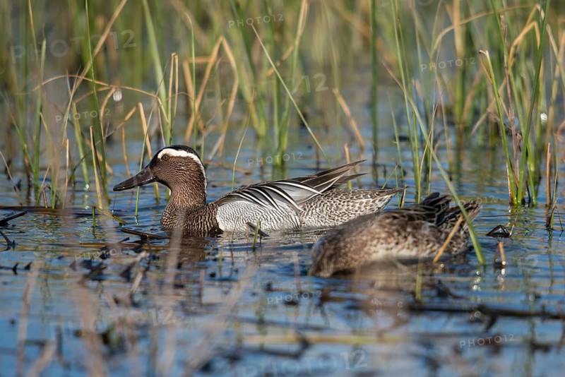 Anas Querquedula, Garganey, Granelli, Italy, crisp duck, Pantano Cuba lagoon, Pantani Cuba and Longarini, spatula querquedula, migratory bird sanctuary, Pantani Cuba & Longarini migratory bird sanctuary, Anatidae, birds, ducks, duck birds, drake, female, Italy, male, male, Sicily, foundation pro biodiversity, birds, water birds, waterbirds, female