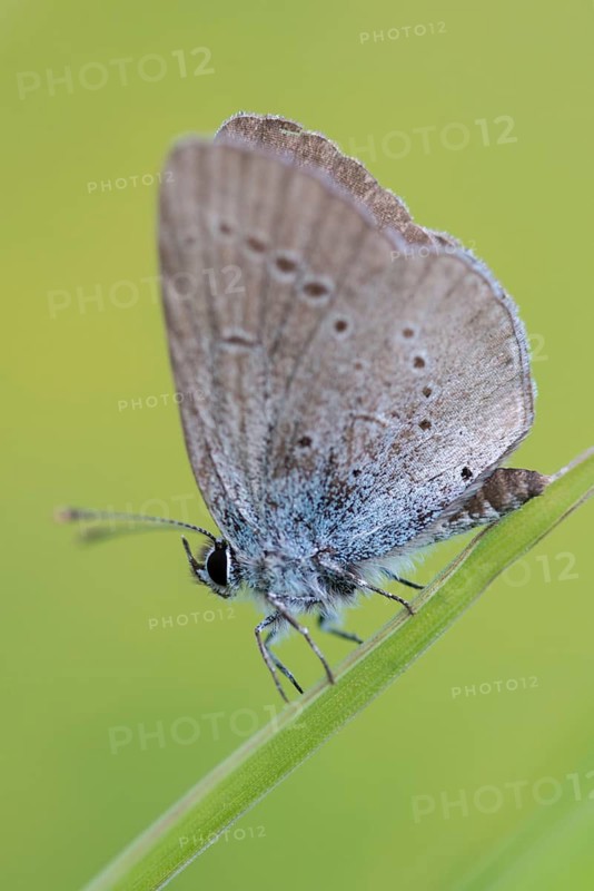 Cupid minimus, little blue, dwarf blue, butterfly, high size, portrait format, insects, butterfly, butterfly, butterflies