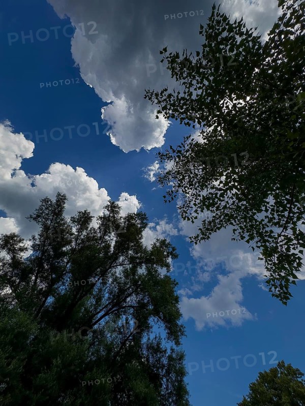 Accumulation of Cumulus cluster clouds, cumulus clouds, fair weather clouds against a blue sky