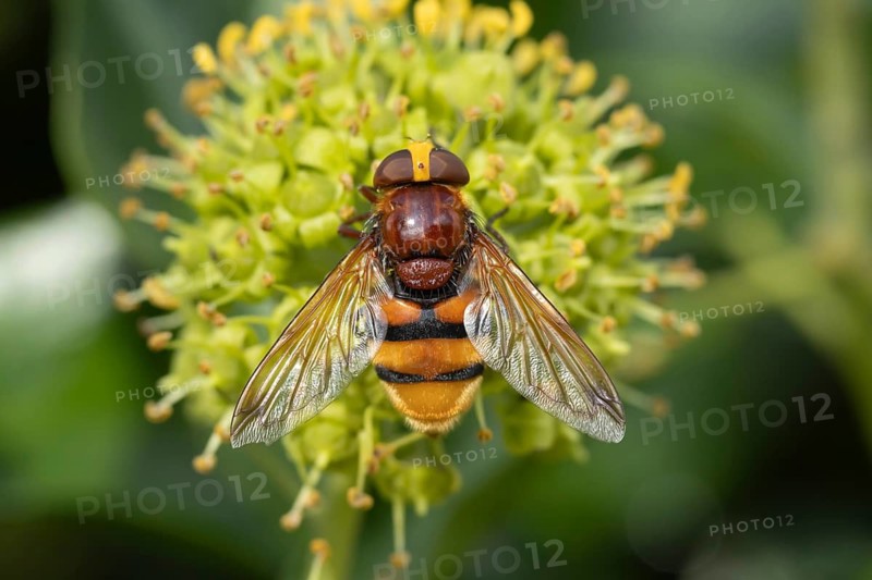 Hornet mimic fly (Volucella zonaria) adult insect on an Ivy flower, Suffolk, England, United Kingdom