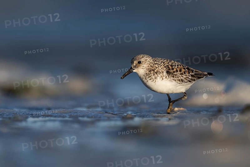 Avocet (Recurvirostra avosetta), Texel, Netherlands