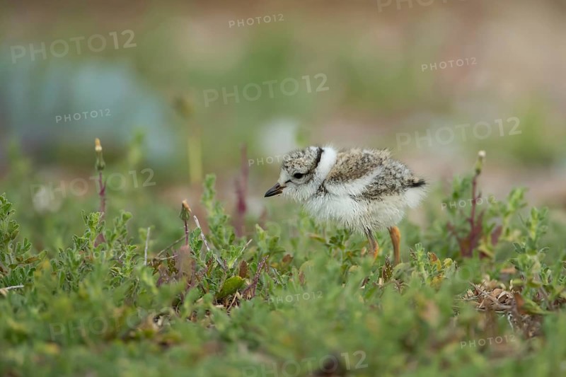 Ringed plover (Charadrius hiaticula) juvenile baby wader bird amongst vegetation on a beach in summer, England, United Kingdom