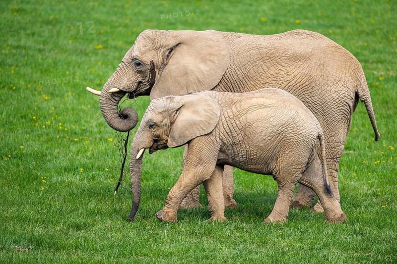 African bush elephant (Loxodonta africana) mother with calf (youngster) standing on a meadow, captive, distribution Afrika