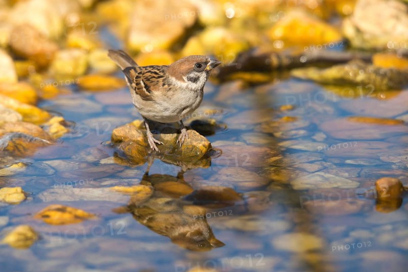 Tree Sparrow, Passer Montanus, Sparrow, Tree Sparrow, Bath, Bird Bath, Birds, Mirror, Passeri, Songbirds, Sparrow, Sparrow, Sparrow, Sparrow, Sparrow, Sparrow, Sparrow, Reflection, Watering Place