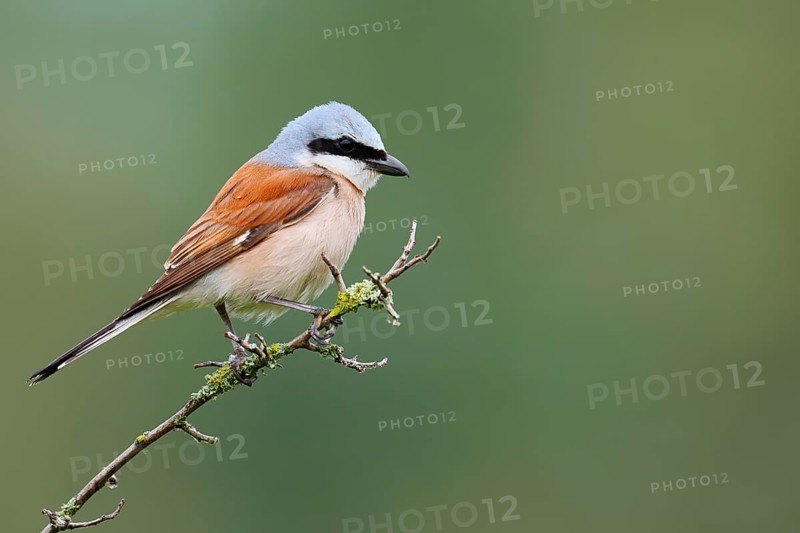 Red-backed shrike (Lanius collurio), male sitting on a branch, North Rhine-Westphalia, Germany
