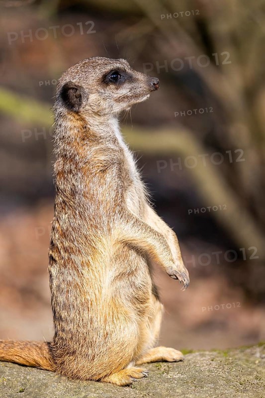 Meerkat (Suricata suricatta) standing sweet and curious in the desert, captive, occurrence Africa