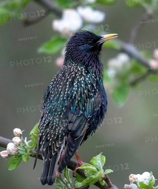 Star, Starling, Sturnus Vulgaris, Birds, Spring, High Size, Portrait, Meadow Orchard, Passeri, Songbirds, Jump, Orchard, Birds