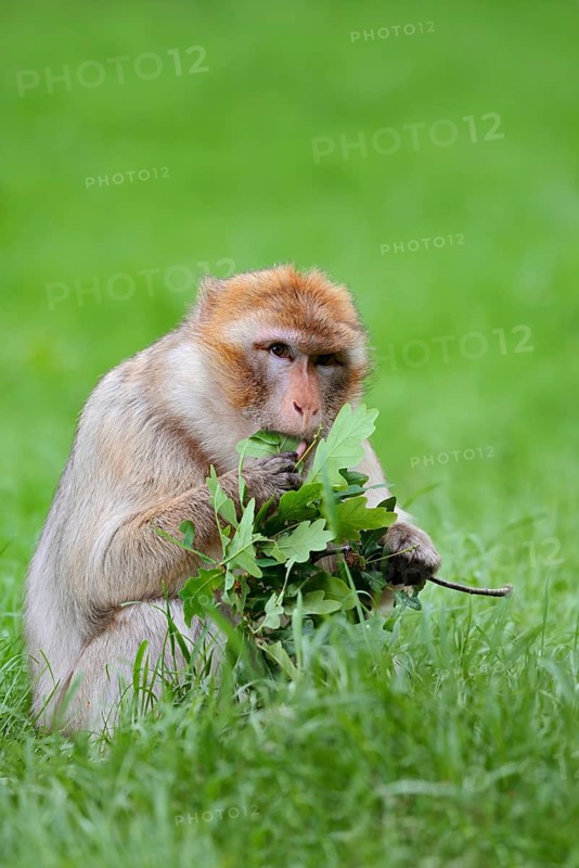 Barbary macaque or magot (Macaca sylvanus) sits in a meadow and eats oak leaves, occurring in Morocco, Algeria and Gibraltar