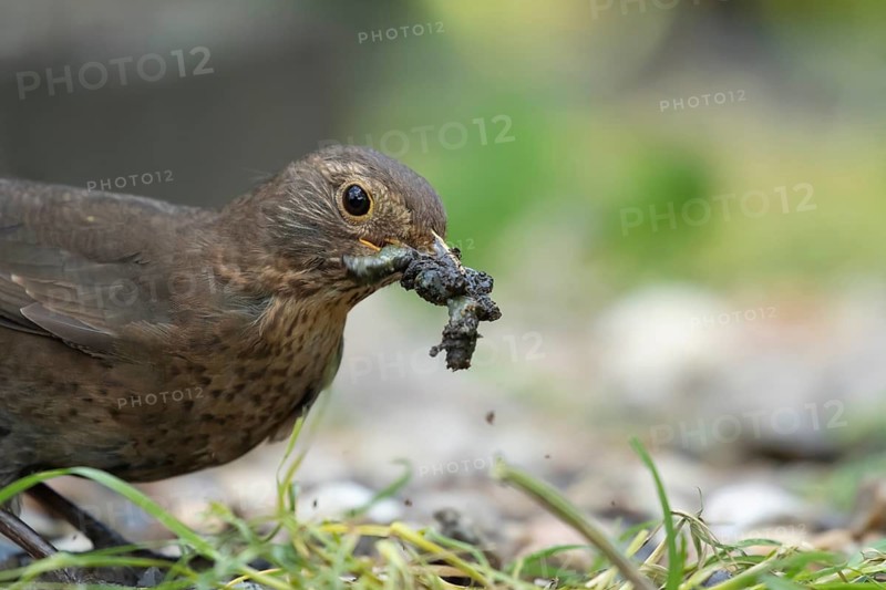 Eurasian blackbird (Turdus merula) adult female garden bird with a beak full of slugs and grubs for food, England, United Kingdom