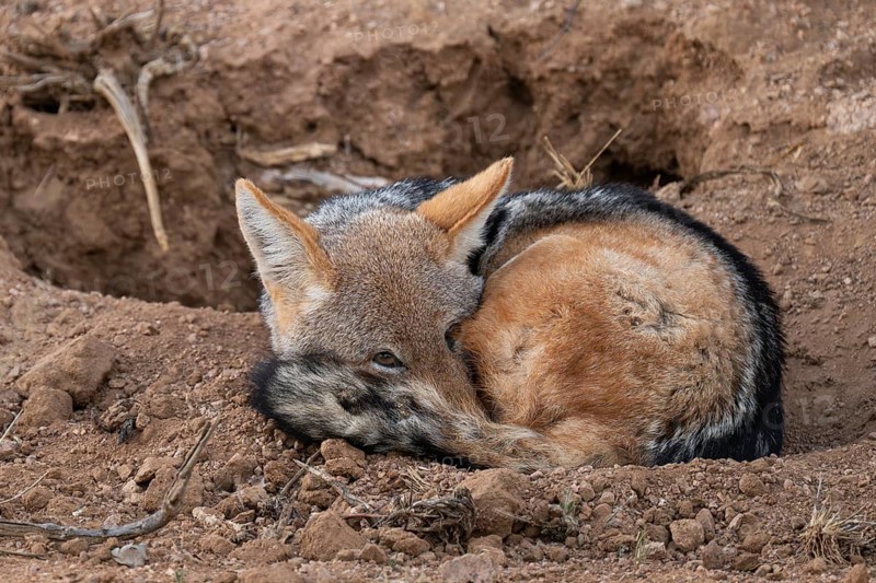 A black-backed jackal (Canis mesomelas) sleeps, Etosha National Park, Namibia