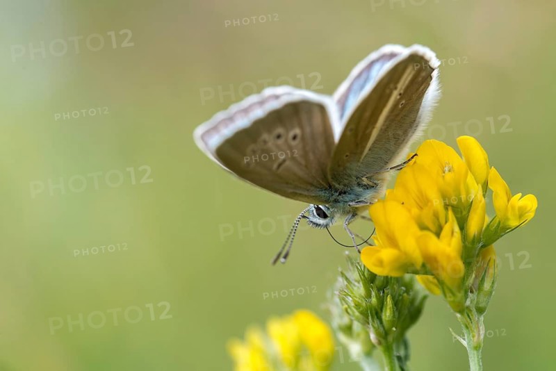 Damon blue, large esparset blue, polyommatus damon, striped blue, white dagger blue, butterfly, insects, butterfly, butterflies, butterflies