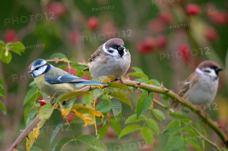Blue tit, tree sparrow, dog rose, parus caeruleus, passer montanus, pink canina, rosaceae, rose plants, sparrow, tree sparrow, autumn, birds, dog rose, flora, hedge, autumn, tits, passeri, plants, songbirds, sparrow, sparrow, sparrow, sparrow, sparrow, sparrow, tits, birds