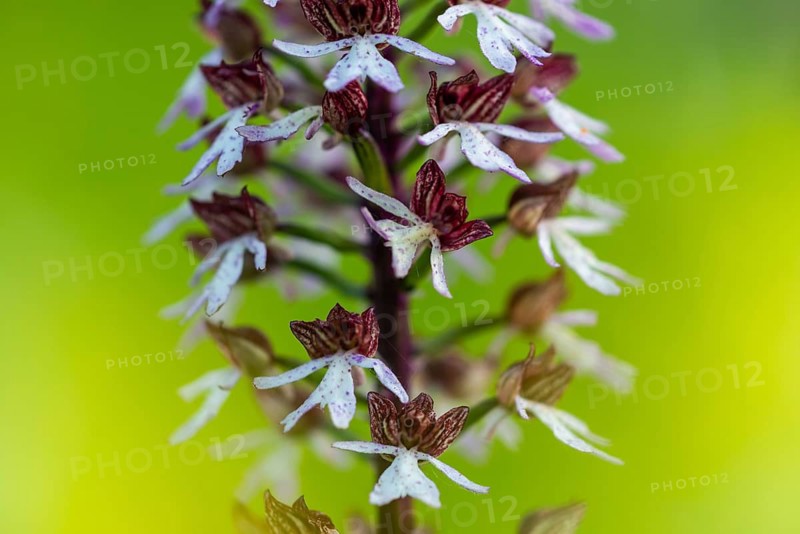 Burnet orchid (Neotinea ustulata), orchid family (Orchidaceae), spring, Liliental, Ihringen, Kaiserstuhl, Baden-Württemberg, Germany