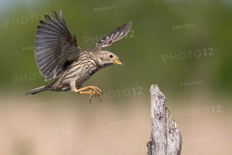 Brandenburg, Corn Bunting, Germany, Emberiza Calandra, Corn Bunting, Miliaria Calandra, Nabu, Nabu Project, National Natural Heritage, Grünhaus Nature Paradise, Post-Mining Landscape, Birds, Flying, Flight, Greenhouse, Passeri, Songbirds, Birds