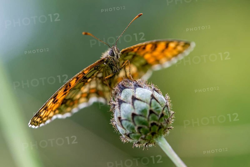 Common butterflies, heath fritillary, melitaea athalia, quail wheat moth, butterfly, insects, butterfly, butterflies, butterflies