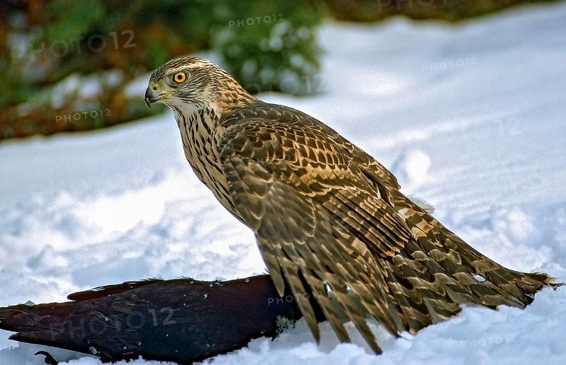 Accipiter gentilis, accipitriformes, goshawk, hawk, birds, capture, birds of prey, immaturus, crow, leo, male, male, not sexually mature, raptor, raptors, immature, birds, winter
