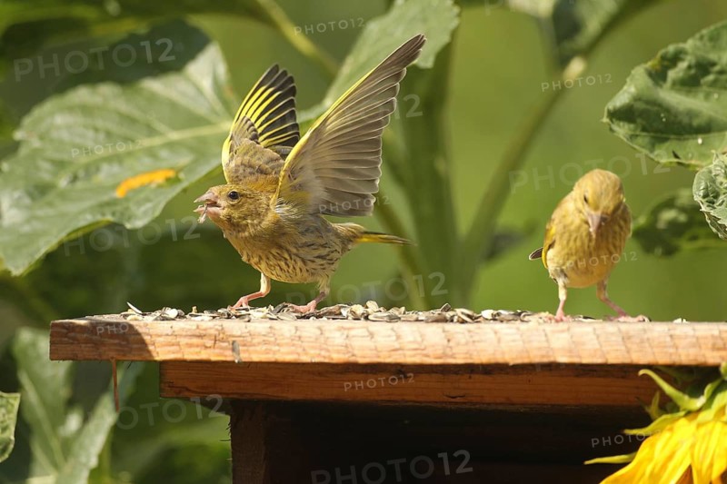 A greenling (Chloris chloris) threatens its fellow greenlings at the summer bird feeder in the garden, Allgäu, Bavaria, Germany