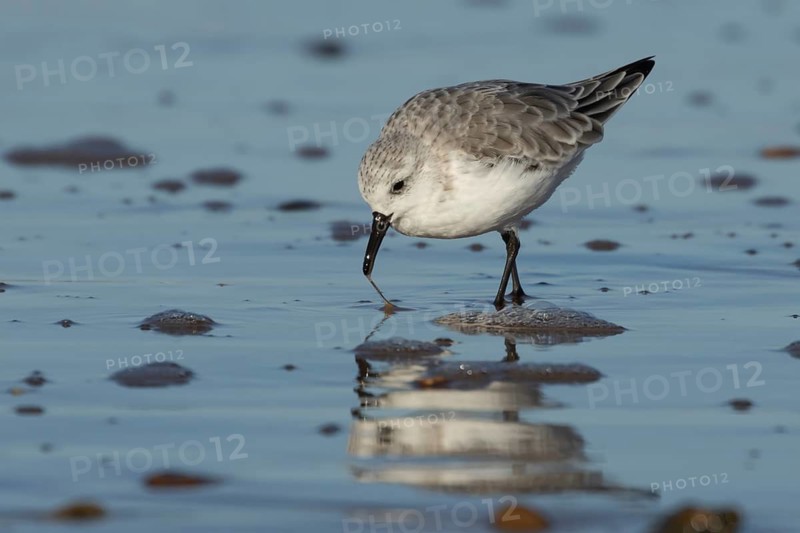 Sanderling (Calidris alba) adult wading bird in winter plumage feeding on a beach, Norfolk, England, United Kingdom