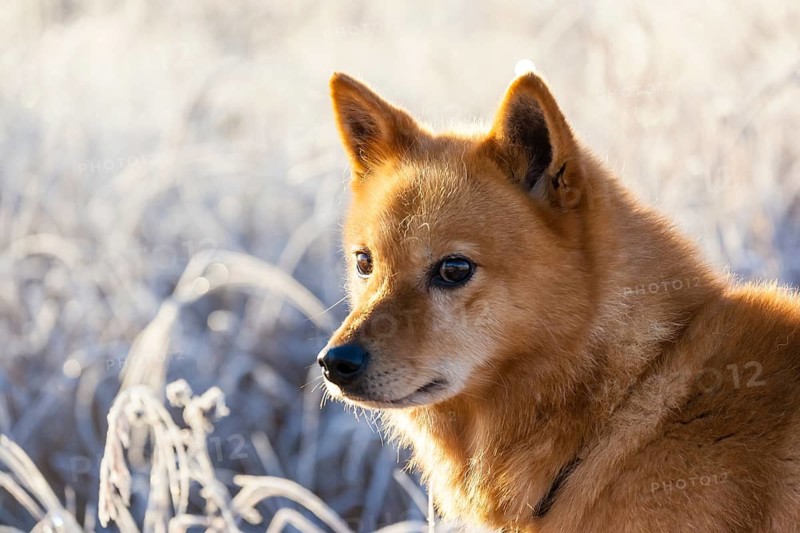 Animals, mammals, dogs, dog, portrait, winter, Finnish Spitz in the morning sun, Lapland, Finnish Lapland, Finland