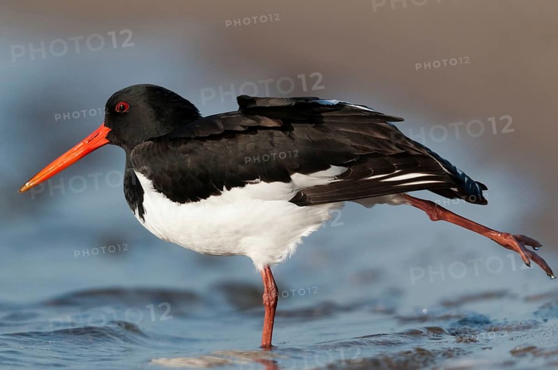 Oystercatchers, Haematopus ostralegus, oystercatchers, birds, charadriiformes, limikolen, snipe birds, scolopacidae, birds, waders, waders