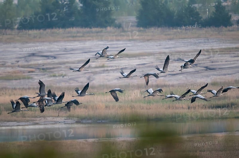 2010, Brandenburg, Crane, Germany, grus grus, crane, national natural heritage, natural paradise Grünhaus, post-mining landscape, birds, flying, flight, gruidae, gruiformes, greenhouse, cranes, waitbirds, birds