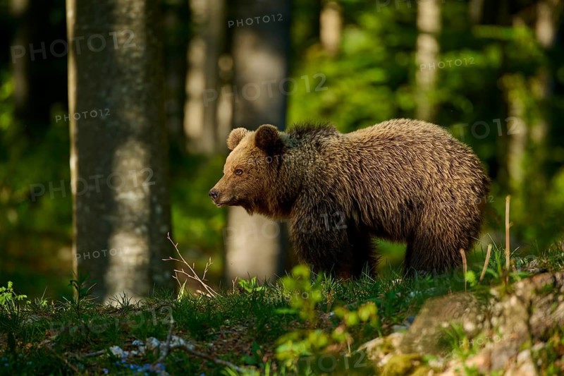 A brown bear is watching its surroundings in the forest closely: European brown bear (Ursus arctos), Slovenia