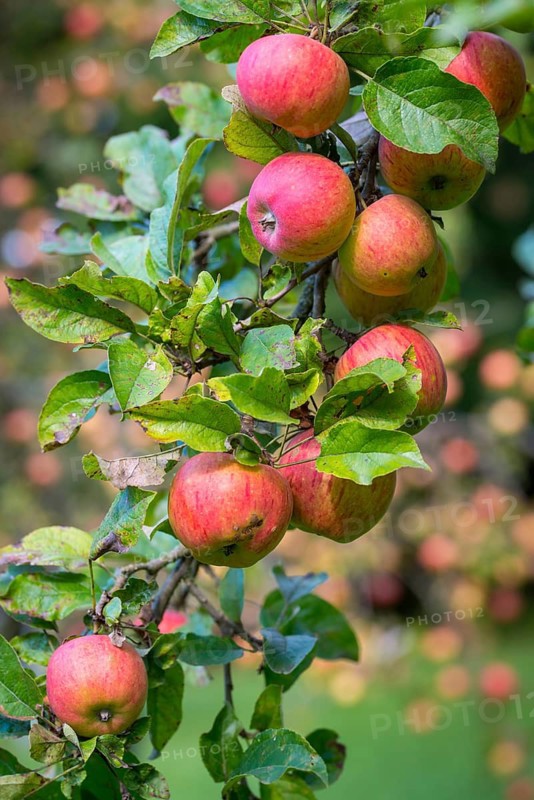 Cultivated apple, Malus domestica, rosaceae, rose family, apple, flora, high size, portrait format, meadow orchard, plants, orchards, apples
